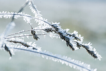 Frozen grass