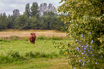 cows graze on the field in the summer evening