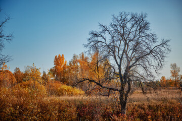 Fototapeta na wymiar autumn forest and lake in russia