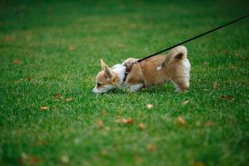 a puppy on a leash in the park