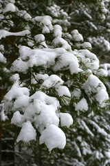Branches of winter coniferous tree covered with snow