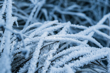 Frozen grass