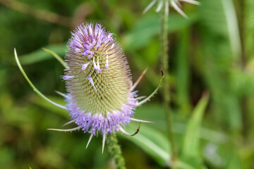 blühende Distel, Wilde Karde, Dipsacus fullonum