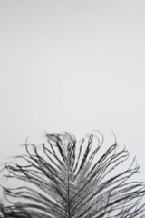 Close-up of black ostrich feather. Luxury decor isolated white background. Old-fashioned writer working. Romantic background