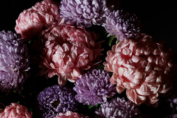 Bouquet of pink with purple aster flowers in light and shadow, Floral botanical design with dark...