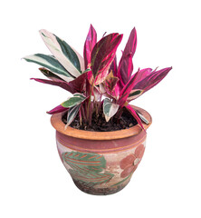 Ctenanthe oppenheimiana in pot, Ornamental plants, home decoration plants Isolated on White Background.