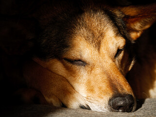 Cute mixed breed dog sleeping on bed.