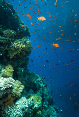 Naklejka na ściany i meble Underwater World. Coral fish and reefs of the Red Sea. Egypt