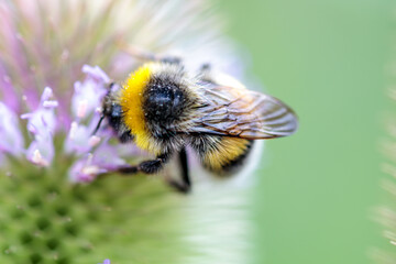 Hummel auf blühender Distel, Dipsacus fullonum; Wilde Karde