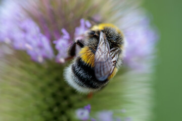 Hummel auf blühender Distel, Dipsacus fullonum; Wilde Karde