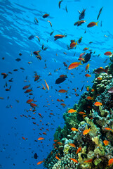 Fototapeta na wymiar Underwater World. Coral fish and reefs of the Red Sea. Egypt