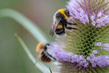 Hummel auf blühender Distel, Dipsacus fullonum; Wilde Karde