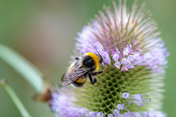 Hummel auf blühender Distel, Dipsacus fullonum; Wilde Karde