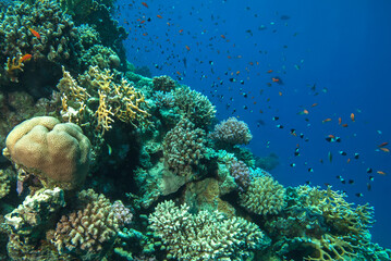 Underwater World. Coral fish and reefs of the Red Sea. Egypt