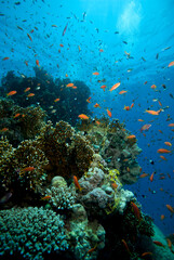 Naklejka na ściany i meble Underwater World. Coral fish and reefs of the Red Sea. Egypt