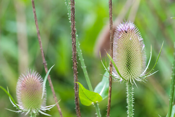 blühende Distel, Wilde Karde, Dipsacus fullonum