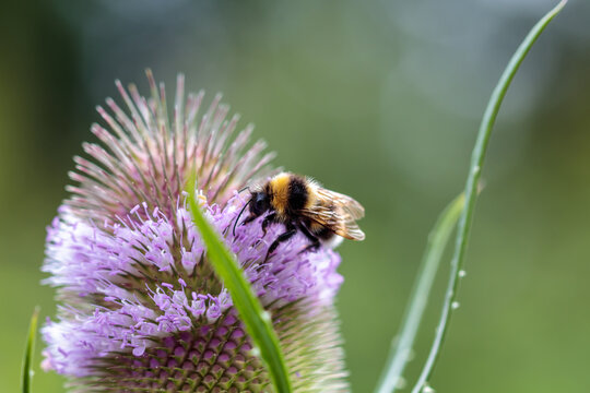Hummel auf bl&uuml;hender Distel, Dipsacus fullonum; Wilde Karde