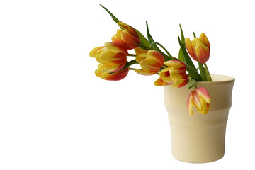 Bouquet of bicolor tulips in yellow vase isolated over white background