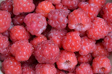 Raspberry background. Organic berries harvest. Fresh raspberries from village garden. Berry for desserts, cakes, smoothie or jam.