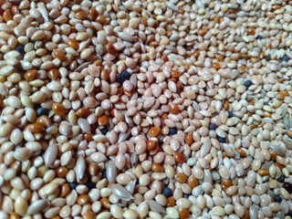 bird feed from the white millet plant
