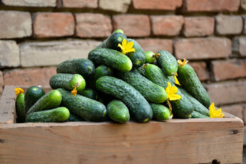 Cucumbers harvest in summer. Fresh pickle ready for canning. Cucumbers for salads or canning. Summer vegetables. Organic agriculture in village.