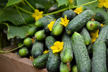Cucumbers harvest in summer. Fresh pickle ready for canning. Cucumbers for salads or canning. Summer vegetables. Organic agriculture in village.