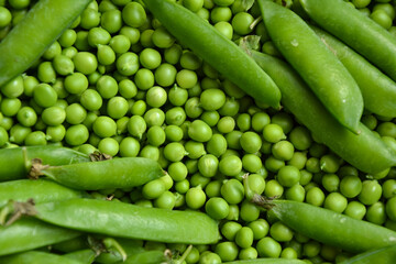 Green pea background. Pea pods from farmland. Pea freshly picked. Organic fresh vegetables. Healthy eating. Country garden harvest.