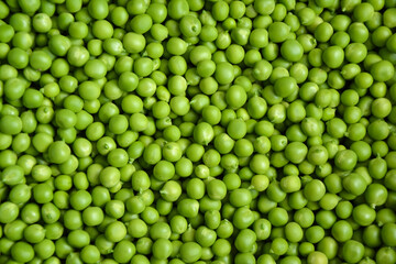 Green pea background. Pea pods from farmland. Pea freshly picked. Organic fresh vegetables. Healthy eating. Country garden harvest.