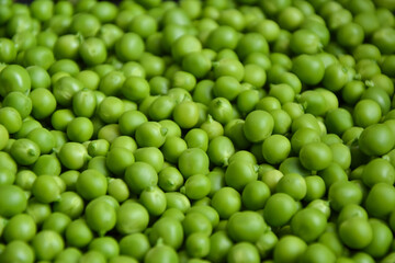 Green pea background. Pea pods from farmland. Pea freshly picked. Organic fresh vegetables. Healthy eating. Country garden harvest.