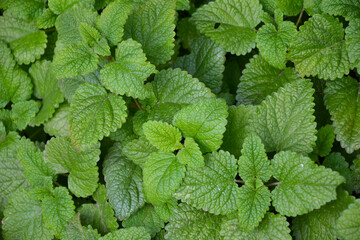 Melissa plant. Lemon balm in the garden. Countryside nature. Organic agriculture. Melissa foliage in the wild nature. Herb tea flavor. Village yard herbs.