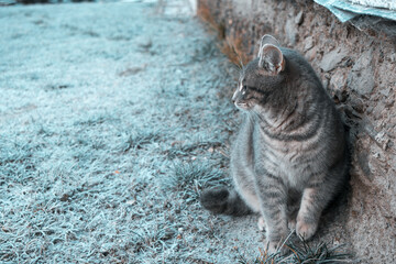 cat on frozen grass in the morning