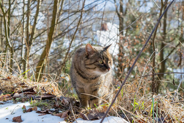 Cat in forest in winter