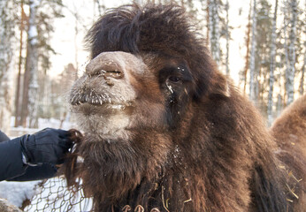 camel in winter. nursery for various animals
