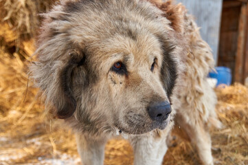 Fototapeta premium A dog with sad eyes. the guard of the nursery with a variety of animals