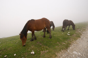 Fototapeta premium Animales en la montaña