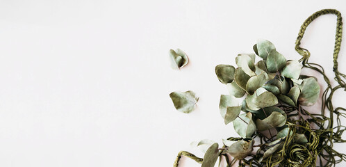 banner dried stabilized eucalyptus stems and leaves in green string bag on white background. reasonable consumption of things, well-being philosophy, interior natural print poster, selective focus