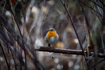 Rotkehlchen auf Ast im d&uuml;steren Winter