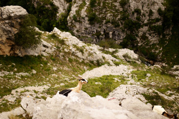 Animales en la montaña © Manuel