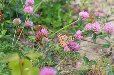 An orange Yellow-legged tortoiseshell (Nymphalis xanthomelas) butterfly sitting on a purple trefoil flower with its wings open. Springtime meadow wildlife detail.