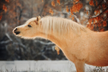 Portrait horse
