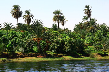 Obraz premium palmeras de dátiles en la orilla del río Nilo en Egipto