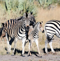 Fototapeta na wymiar Zebra and foal graze with herd in the savanna.