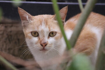 portrait of a cat