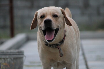 labrador