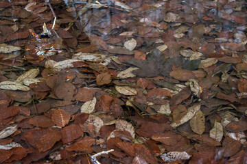 Leaves in a puddle in forest