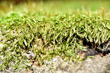 green moss in forest mulch enlarged