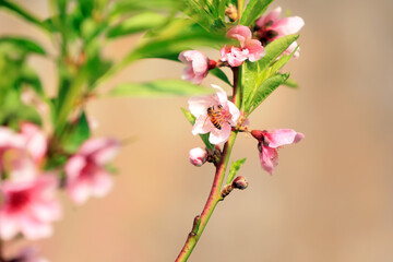 Farmers use bees to pollinate peach trees in greenhouses, North China