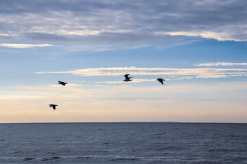 Fototapeta na wymiar seagulls on the sea