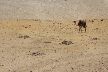 Camello soliratio paseando por el desierto