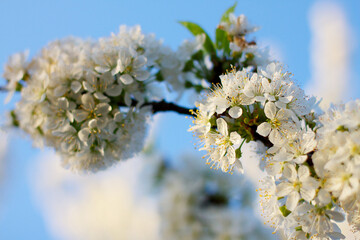 A branch of a flowering tree in a garden or forest.